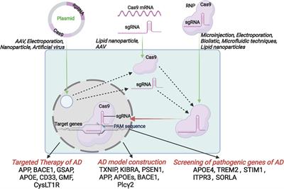 Application of CRISPR/Cas9 in Alzheimer’s Disease